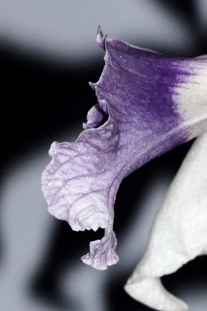 Cattleya purpurata var. werkhauseri #2 species orchid, 1st bloom continues  7-16*