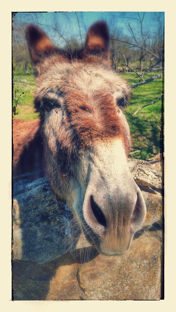 Donkey.