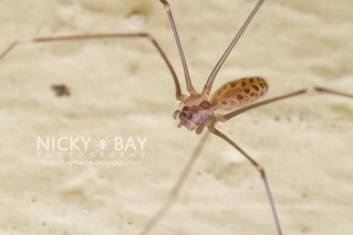 Daddy Long Legs Spider (Smeringopus pallidus) - IMG_6785