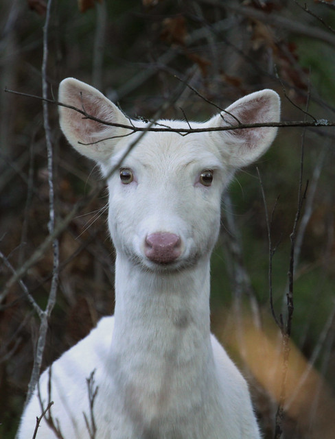 Albino Whitetail Deer Suzy, Returns for the Winter