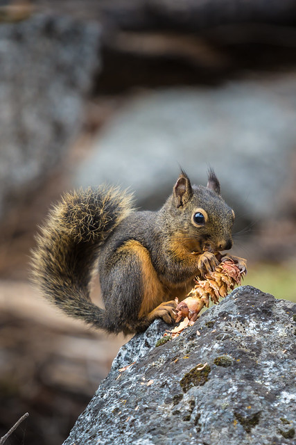 Douglas Squirrel Feeding on Douglas Fir Cone