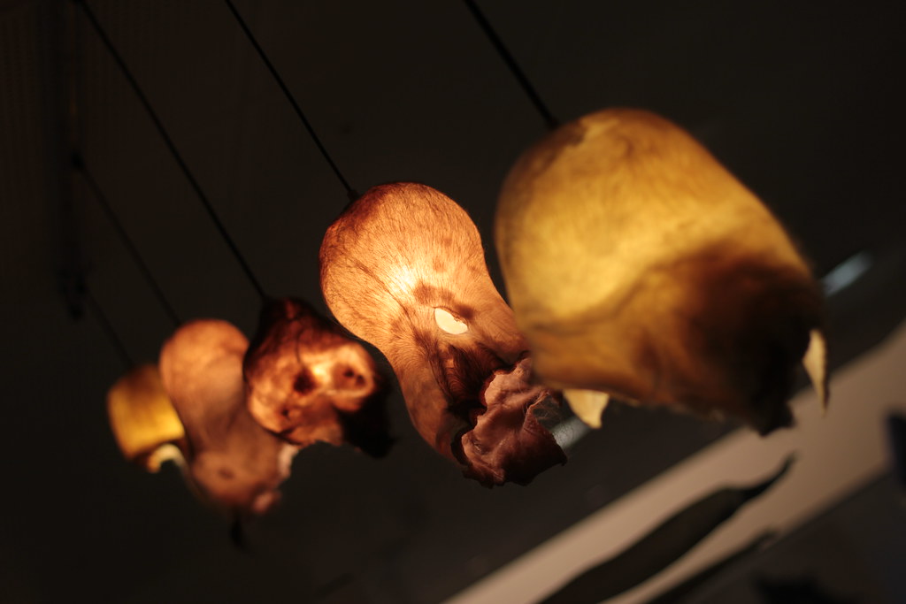 Foreskin Lamps @ The Icelandic Phallological Museum.