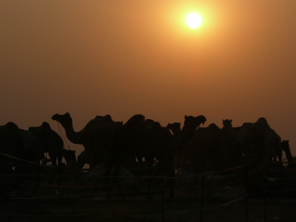 Sunset over camels