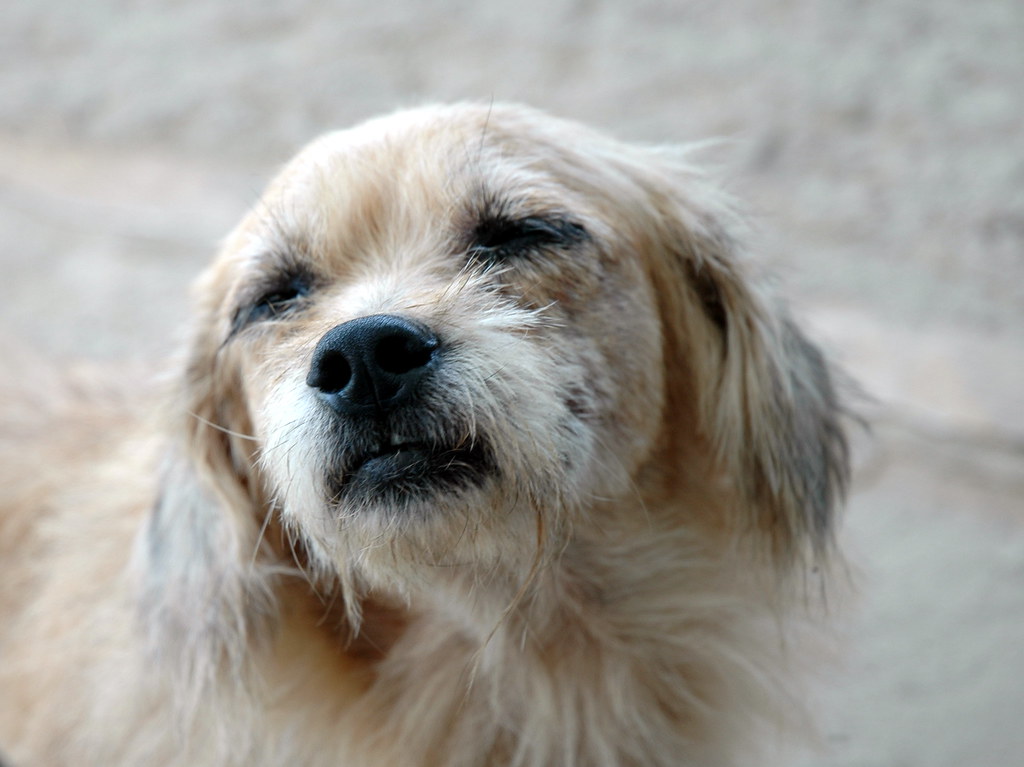 nica Hund II