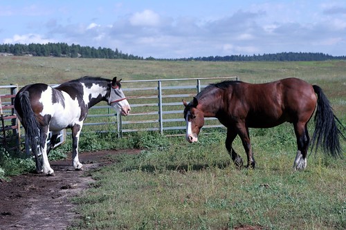 horses colorado