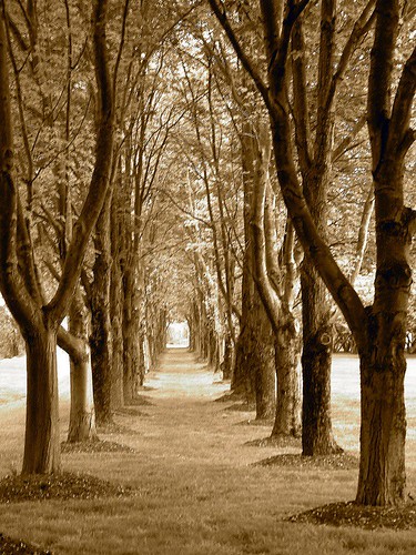 trees columbus tree church sepia landscape path indiana pathway disciplesofchrist disciples northchristianchurch