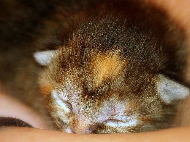 baby bub / age 3 days old