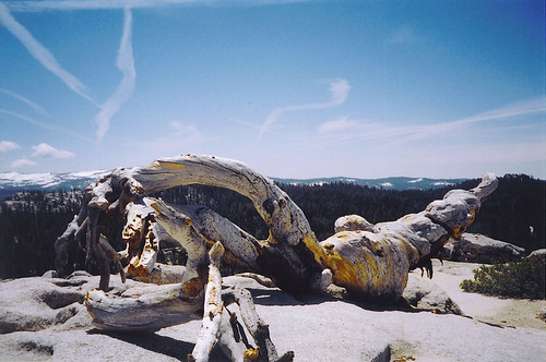 The remains of the Sentinel Dome Jeffrey Pine | Yosemite Nat… | Flickr