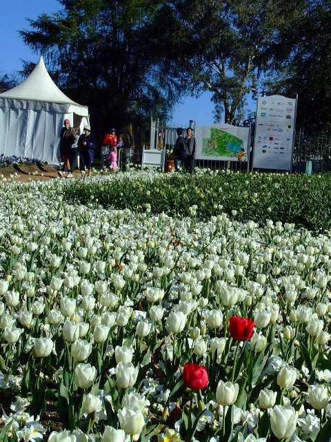 Floriade flower festival @ Canberra, Australia
