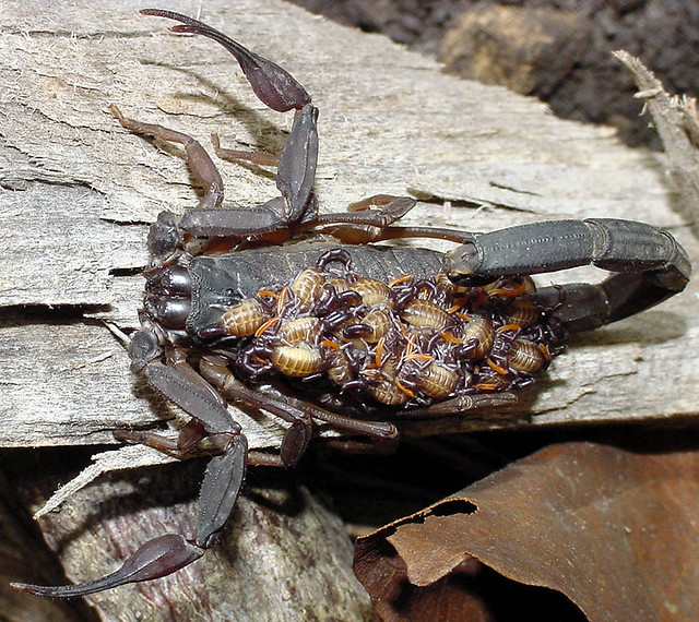 Guatemalan scorpion (Centruroides gracilis), female with babies