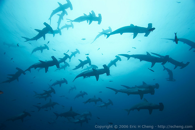 Scalloped hammerhead sharks at Darwin, Galapagos