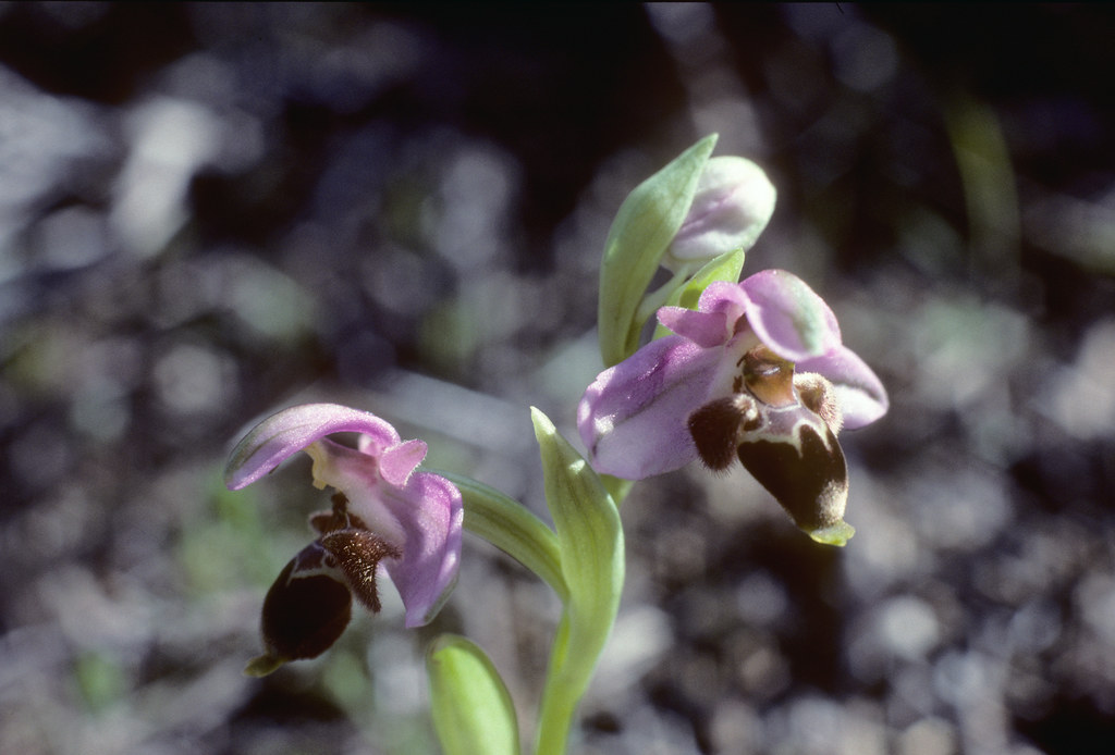 Ophrys lapethica?