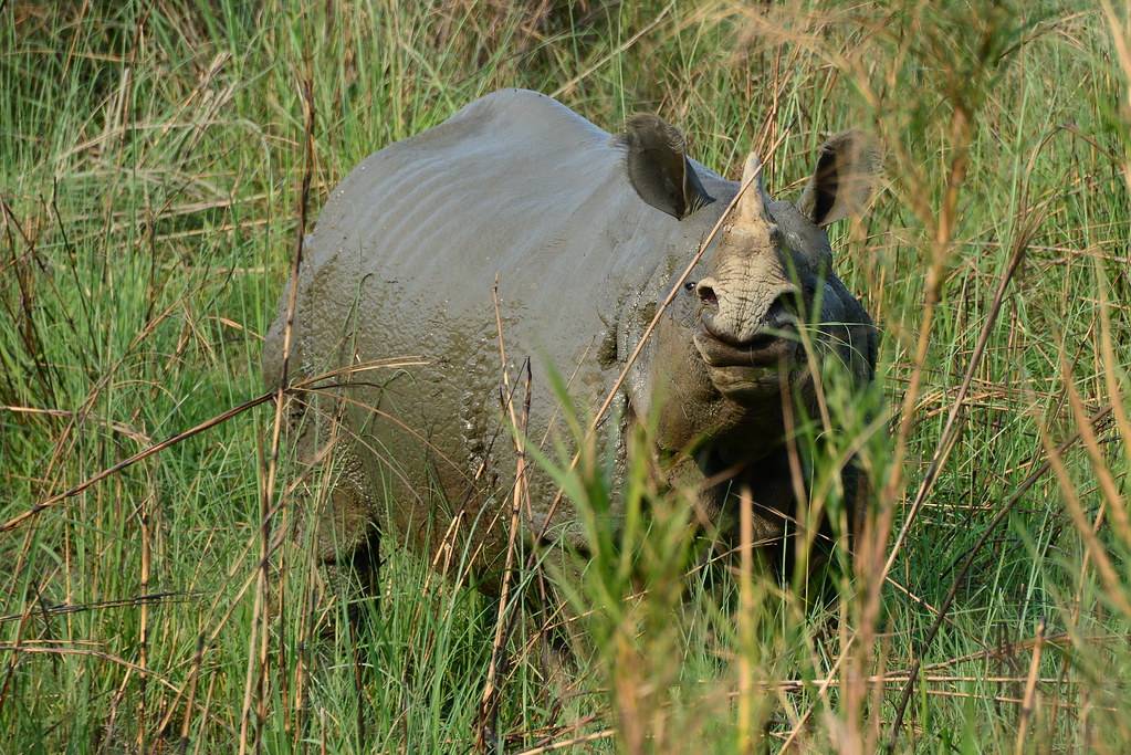 Elephant rhino