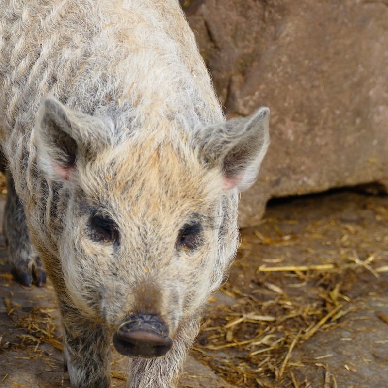 Mangalitza piglet, Mary Arden's Farm, Wilmcote