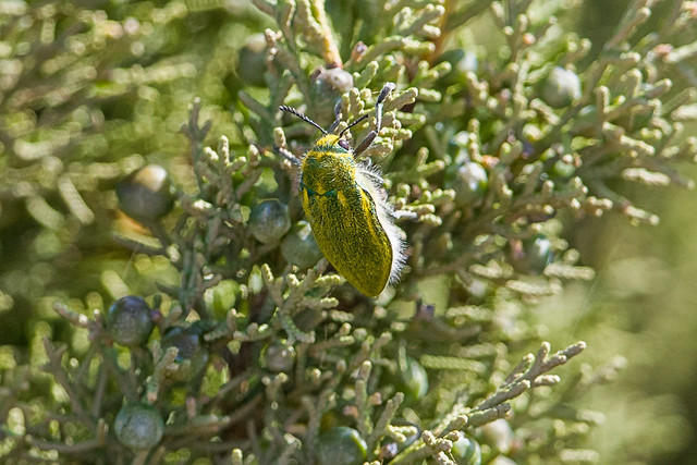 Jewel Beetle (Julodis armeniaca cypria)_w_2187