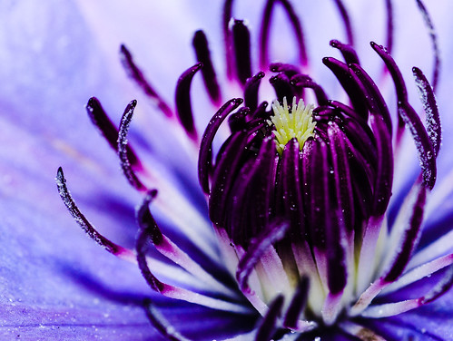 lincolnton northcarolina unitedstates flower macro purple clematis closeup nature plant sony alpha a77 spring