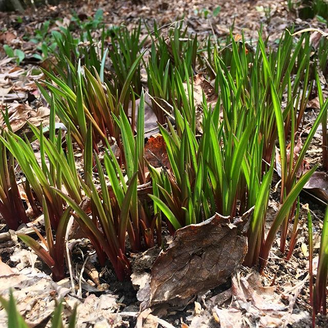 毎年芽生えが綺麗な謎の草 この後伸びて倒れて雑草に飲まれる View On Instagram Ift Tt 2ug Flickr