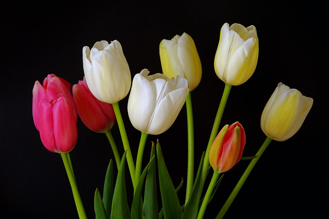 Tulipe (Tulipa sp.)
