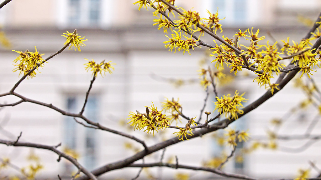 Hamamelis - A Witch Hazel tree flowering in Stockholm