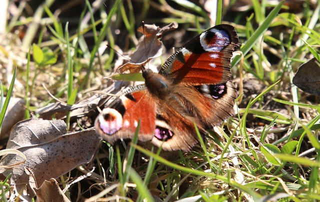 Dagpåfugleøje (Peacock Butterfly / Aglais io)