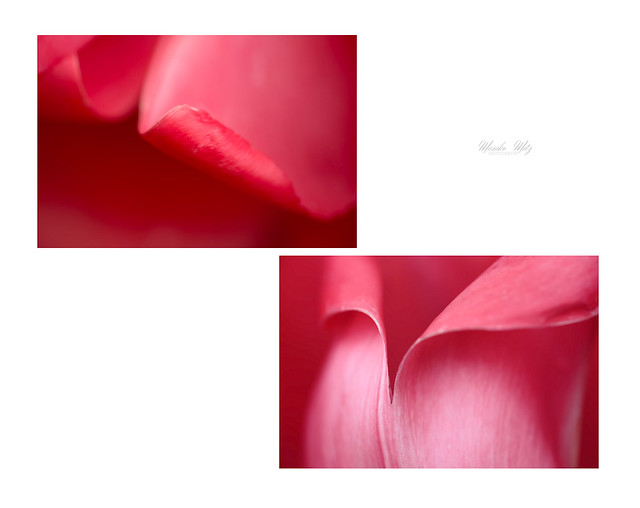 Tulips -abstract