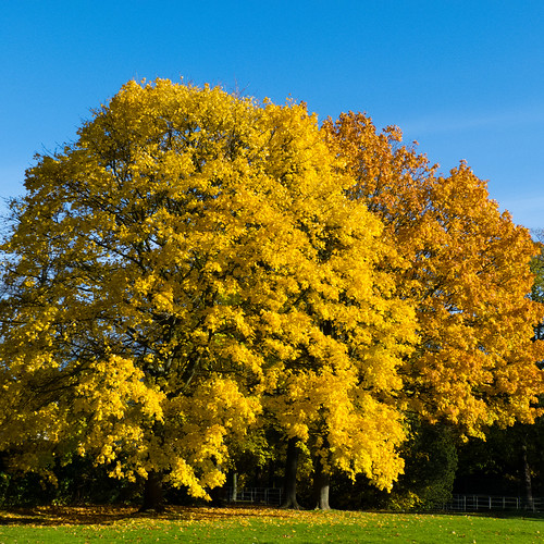 Autumn trees, Bantock Park