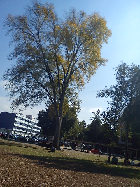 Árbol en Ciudad Universitaria