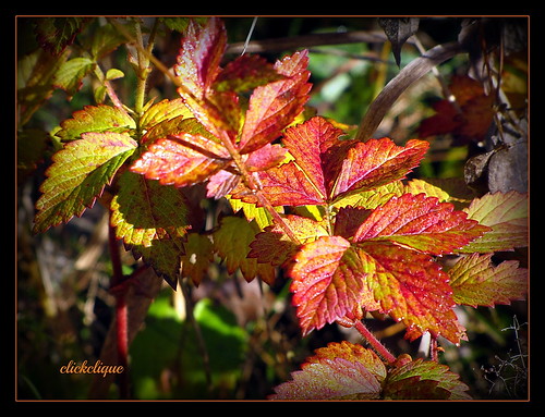 light red fall leaves yellow juicy shiny colours explore beresford naturescarousel