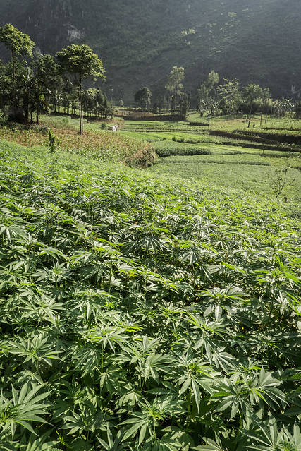 A Field of Cannabis Growing by the Roadside