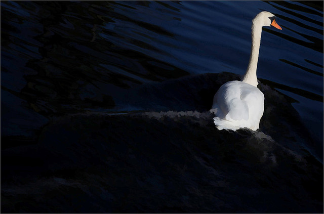 White Swan - IMG_0265-1-1000