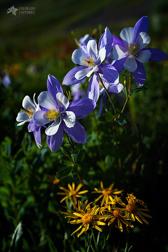 aspensunflower colorado columbine flowers nature sanjuanmountainrange sanjuans sky stonypass sunset water wildflowers silverton unitedstates us