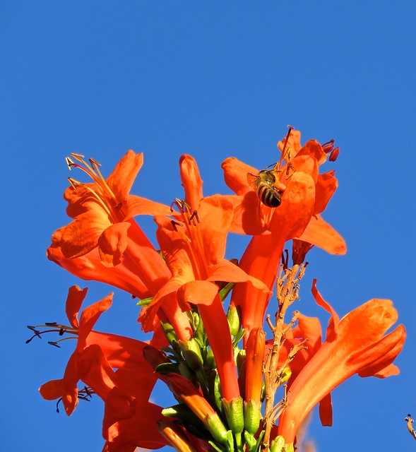 Bee Emerging From Orange Trumpet Flower