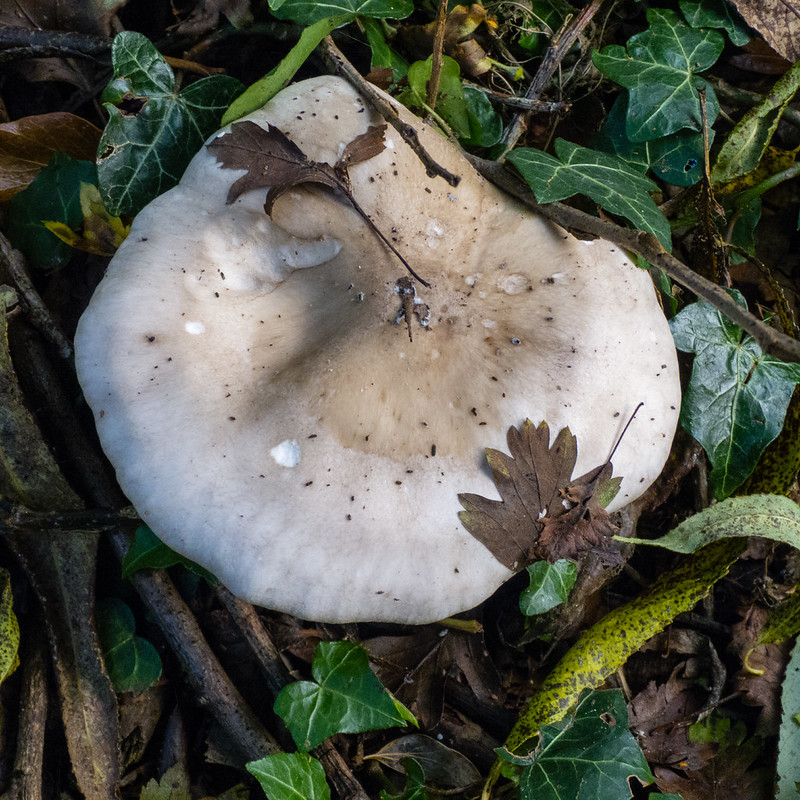 Clouded agaric