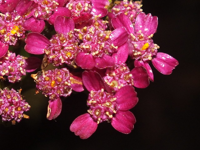 Pink yarrow (Achillea millefolium)