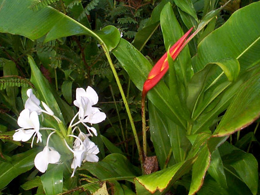 Variedad de Heliconia y una mariposa blanca (Hedychium cor… | Flickr