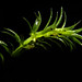 Flickr photo 'Hydrilla verticillata (L. f.) Royle' by: Reinaldo Aguilar.