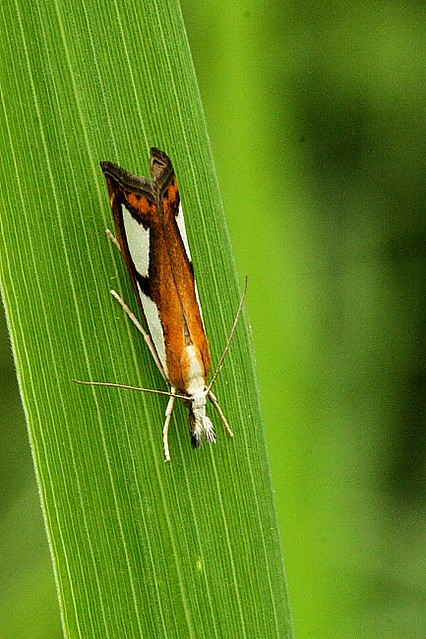 Rohuleediklane (Catoptria pinella).