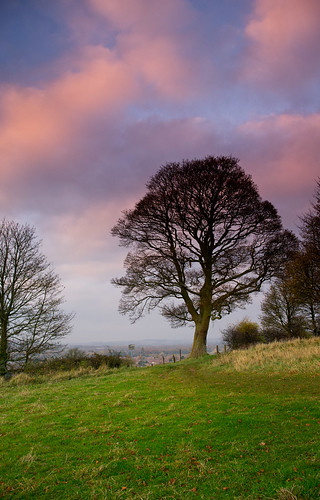 trees sunset england lincolnshire fujifilm grantham x100