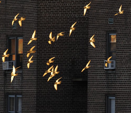 morning sunrise golden inflight bronx pigeons bricks flock sunlit bif
