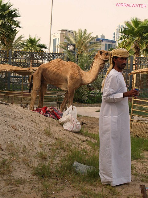 Dubai Camel