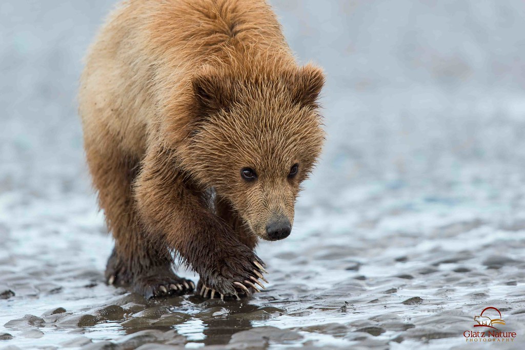 Cautious Approach of Brown Bear Yearling Cub