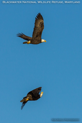 sunrise eagle flight baldeagle maryland blackwaternationalwildliferefuge