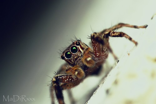 spider | by madirxxx