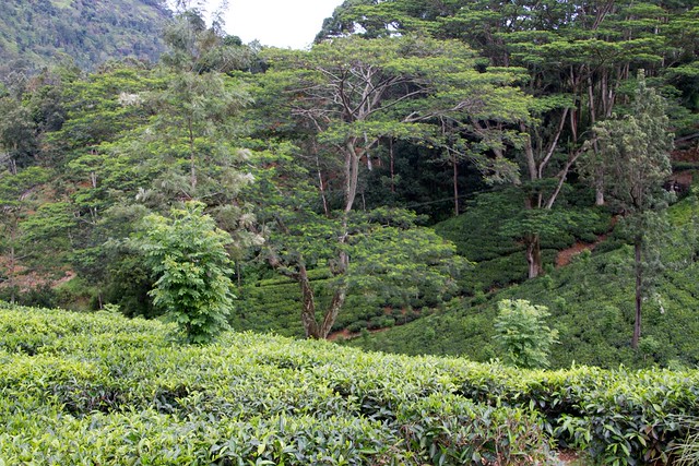 Landscape in the tea field area