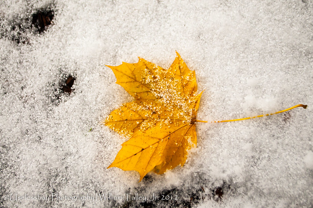 Yellow Leaves in Snow-5