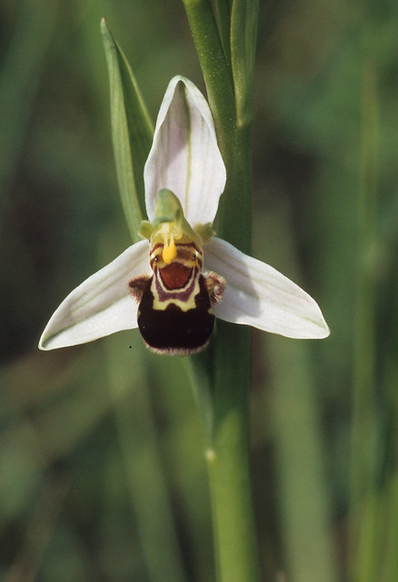 Ophrys apifera  /Ophrys abeille/ Orchidacées