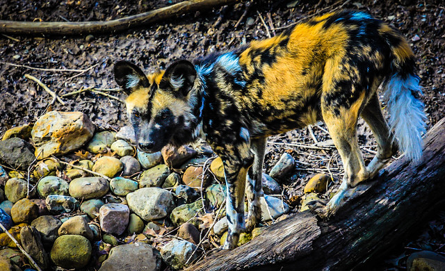 African-Painted-Dog-Pittsburgh-Zoo
