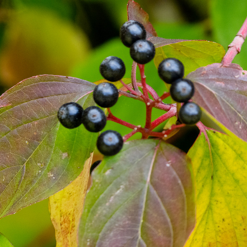 Black berries