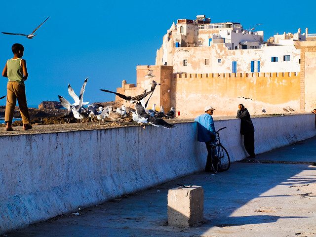 Seagulls in Essaouira