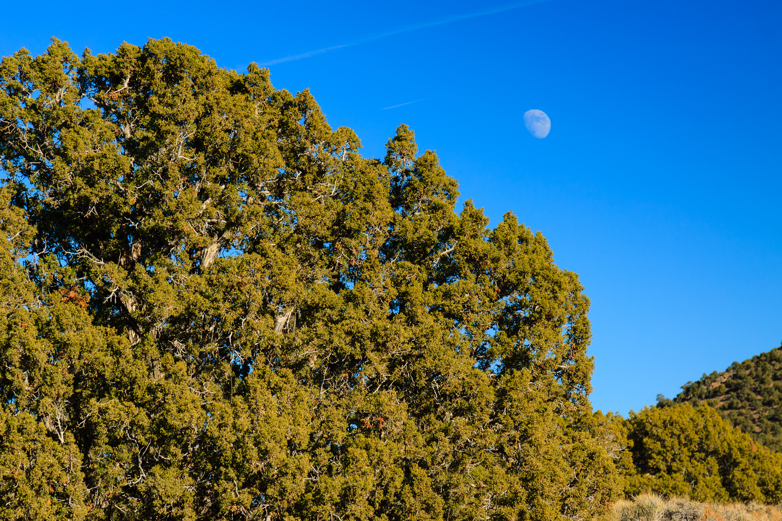 The Moon and The Juniper